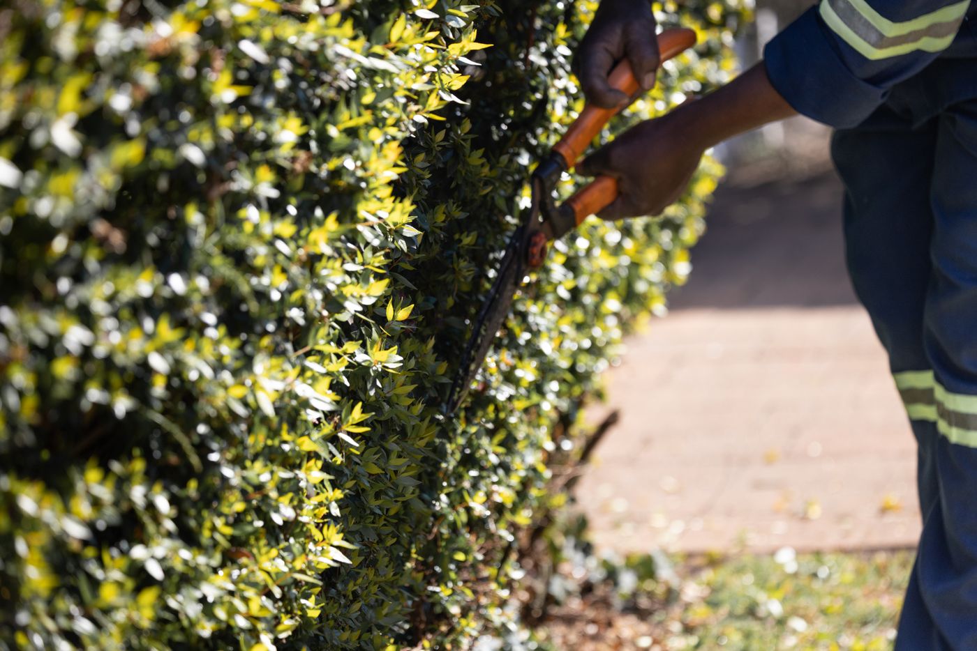 Gardener trimming a green hedge with pruning shears